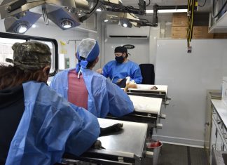 Esterilización canina y felina, primordial para la salud pública