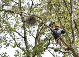 Realiza Medio Ambiente mantenimiento de arbolado en la avenida Américas
