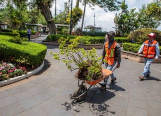 Rehabilita Medio Ambiente jardineras en el parque Benito Juárez