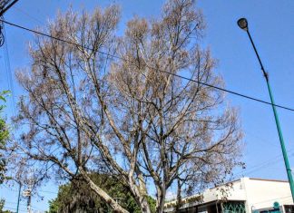 Árbol de Díaz Mirón estaba muerto y podía caer