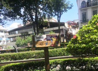 En Xalapa, árboles retirados continúan brindando servicios ambientales