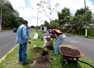 Más de mil 700 árboles sembrados en camellones, áreas jardinadas y escuelas