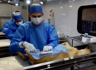 Jornadas de esterilización canina y felina, gratuitas y en todo el municipio