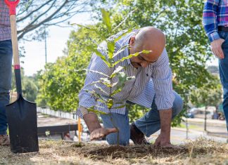 Realiza Ayuntamiento jornada de reforestación en el parque La Loma