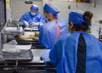Este jueves, jornada gratuita de esterilización canina y felina