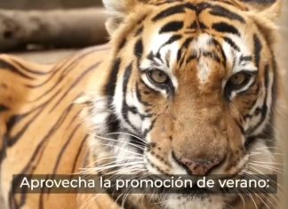 En verano, durante sábados y domingos, los niños al pagar su entrada al parque zoológico Miguel Ángel de Quevedo “Viveros” podrán también disfrutar de la alberca sin costo adicional