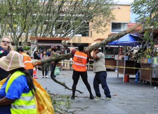 Trabaja Ayuntamiento en afectaciones por viento de norte en el parque Juárez