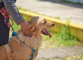 Celebrará Registro Civil Día de la Niña y el Niño con Registro de Nacimiento de Mascotas