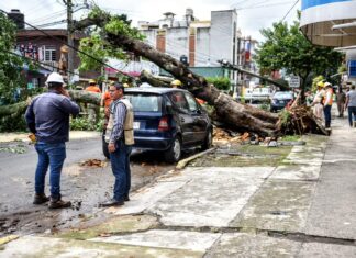 Atiende PC Municipal caída de árbol en Mártires del 28 de Agosto
