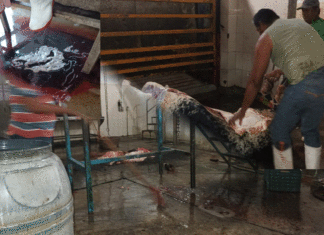 Inmundicia, omisión y carne descompuesta en el rastro municipal de Lerdo de Tejada