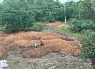 Ayuntamiento de Álamo contamina mantos acuíferos y Lilia Arrieta Pardo aprueba proyecto de departamento de Medio Ambiente