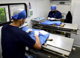 Realiza Ayuntamiento jornada de esterilización canina y felina
