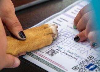 Convocan a niñas y niños a registrar a sus mascotas