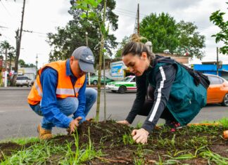 Realiza Ayuntamiento jornada de plantación de árboles