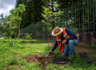Se realiza jornada de reforestación y mantenimiento de áreas verdes