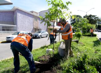 Realiza Ayuntamiento Jornada de Mantenimiento de Áreas Verdes