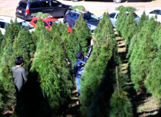 Exhorta PC a tomar medidas preventivas por colocación de árboles navideños