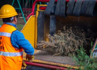 Invitan a participar en campaña de reciclaje de pinos navideños “Eco Navidad 2025”