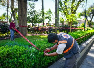 Atiende PC Municipal reporte de enjambre de abejas