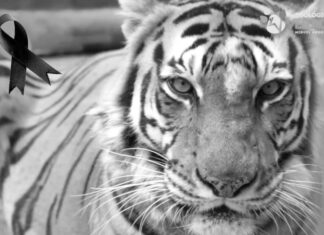 Fallece tigresa Ronda de 16 años de edad, informa el Parque Zoológico Miguel Ángel de Quevedo