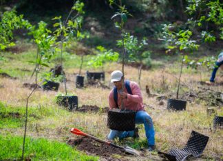 En el Día del Medio Ambiente inicia campaña de Reforestación 2025