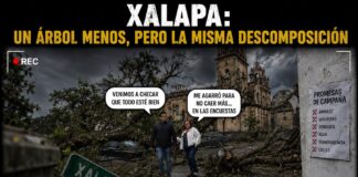 Árboles caídos en Xalapa: ¿Y la prevención?